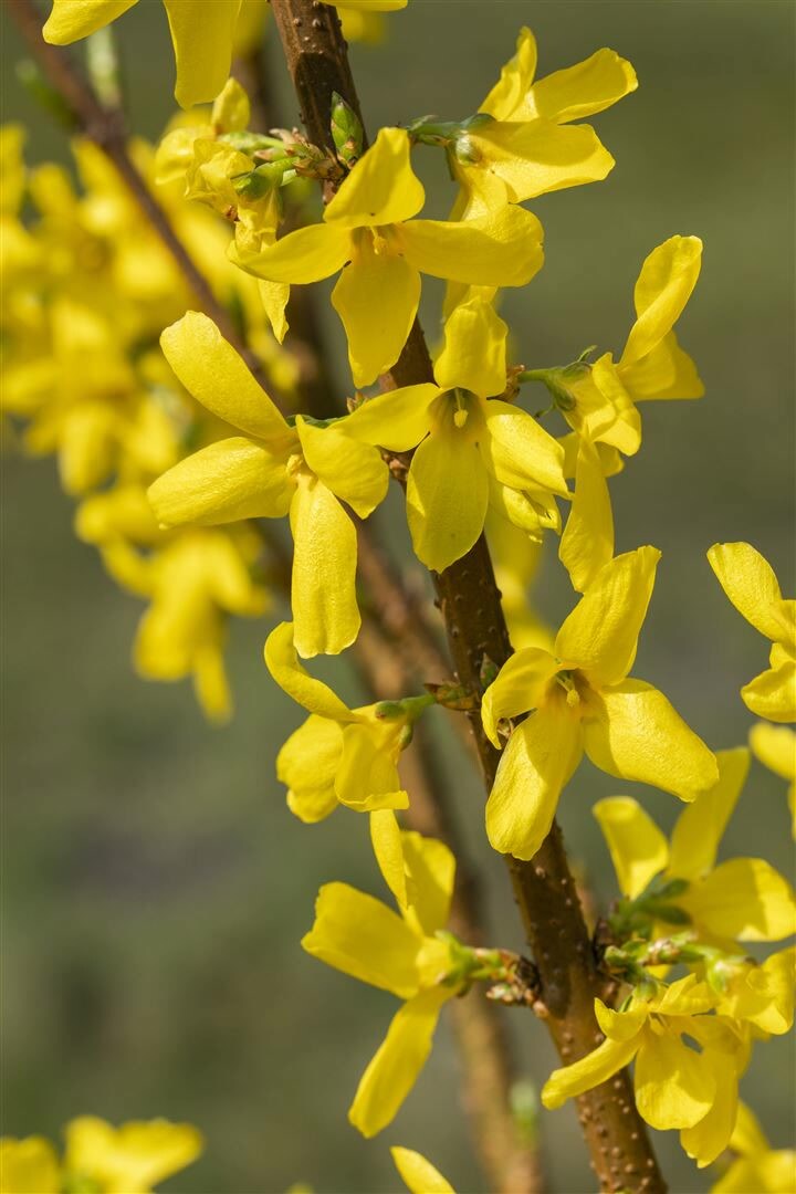 Forsythia ‚Mindor’®, Forsythie, leuchtend gelb, 40–60 cm | 04063654243892