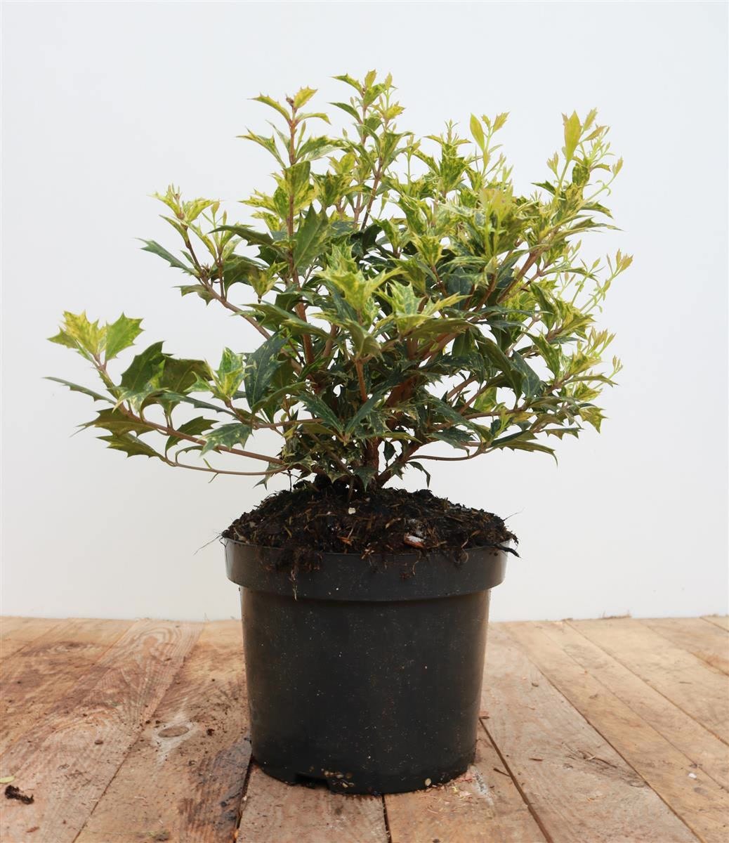 Osmanthus heterophyllus 'Tricolor', buntes Laub, 30&ndash;40 cm - Bild 1