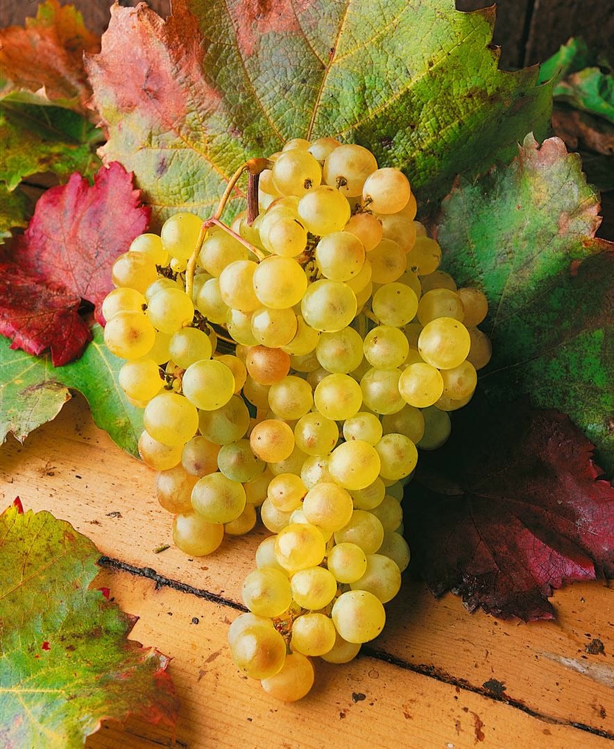 Vitis vinifera, Weinrebe, wei&szlig;, 80&ndash;100 cm - Bild 1