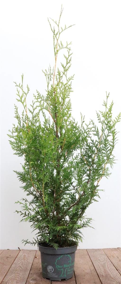 Thuja occidentalis 'Brabant', Lebensbaum, immergr&uuml;n, 80-100 cm - Bild 1