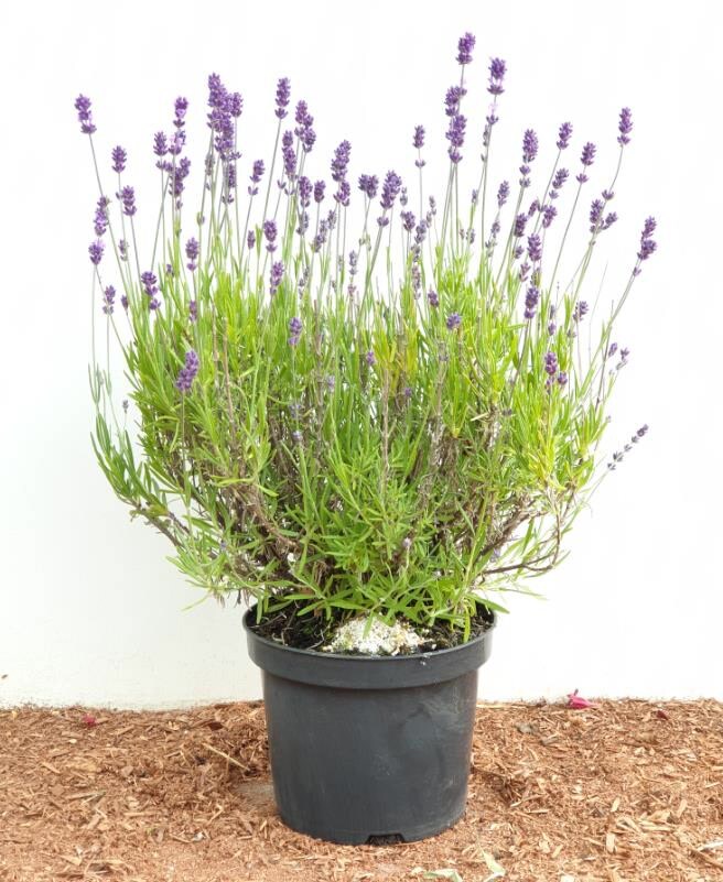 Lavandula angustifolia, Echter Lavendel, duftend, 2 Liter Container - Bild 1