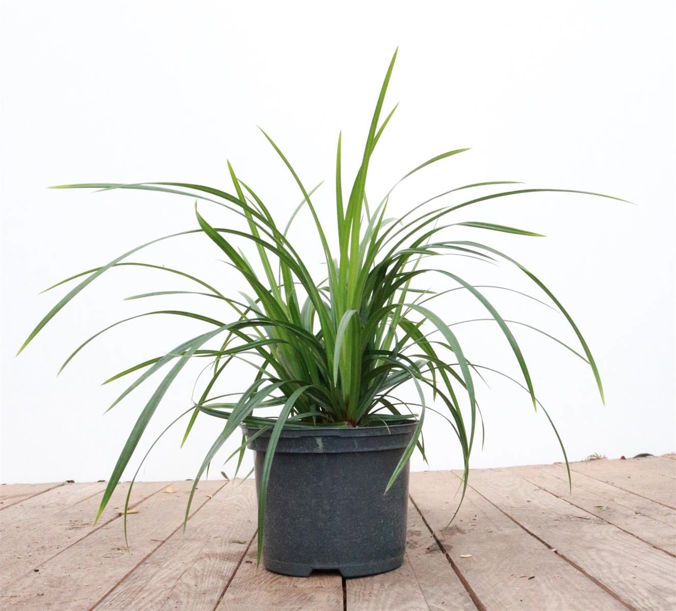 Carex morrowii ssp. foliosiss. 'Irish Green', ca. 9x9 cm Topf - Bild 1