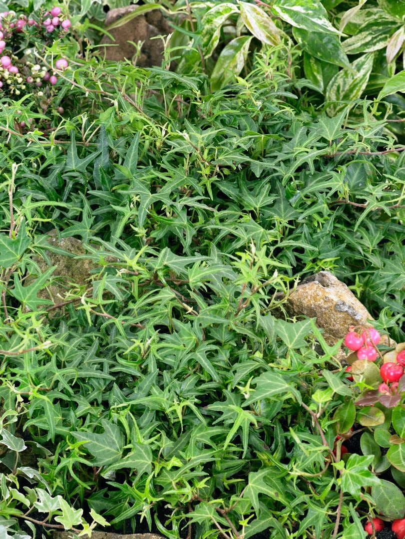 Hedera helix 'Heron', Efeu, gr&uuml;n-wei&szlig;, ca. 9x9 cm Topf - Bild 1