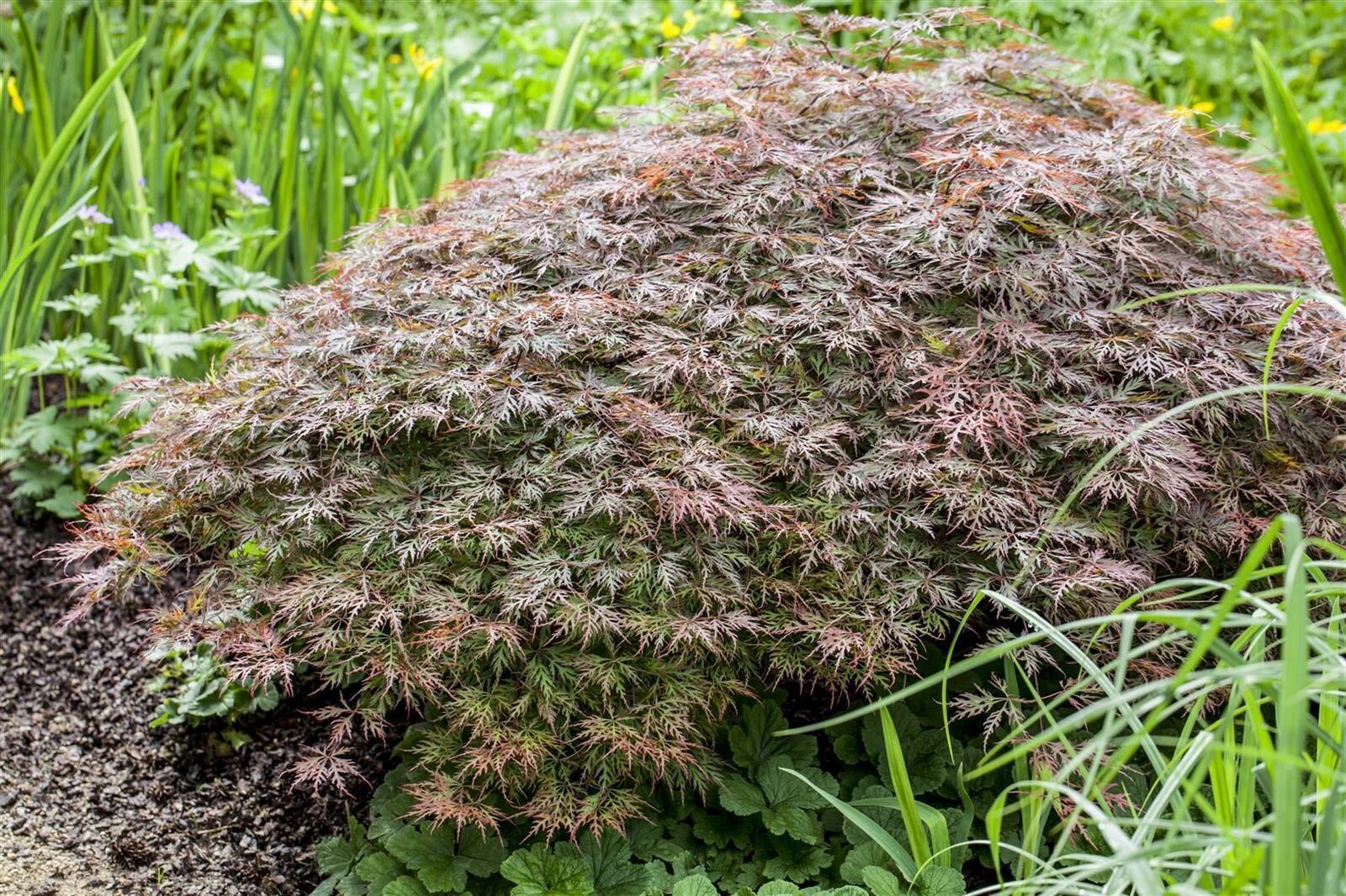 Acer palmatum 'Dissectum Garnet', Japanischer Ahorn, rotlaubig, 30&ndash;40 cm - Bild 1