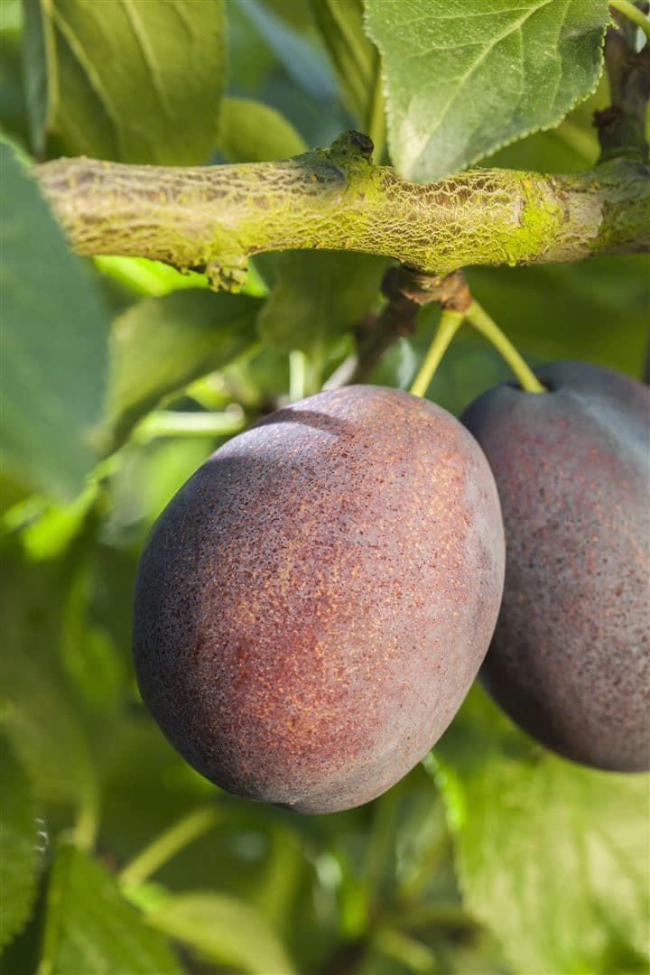 Prunus domestica 'Graf Althans', Pflaume, 150&ndash;200 cm, CAC - Bild 1