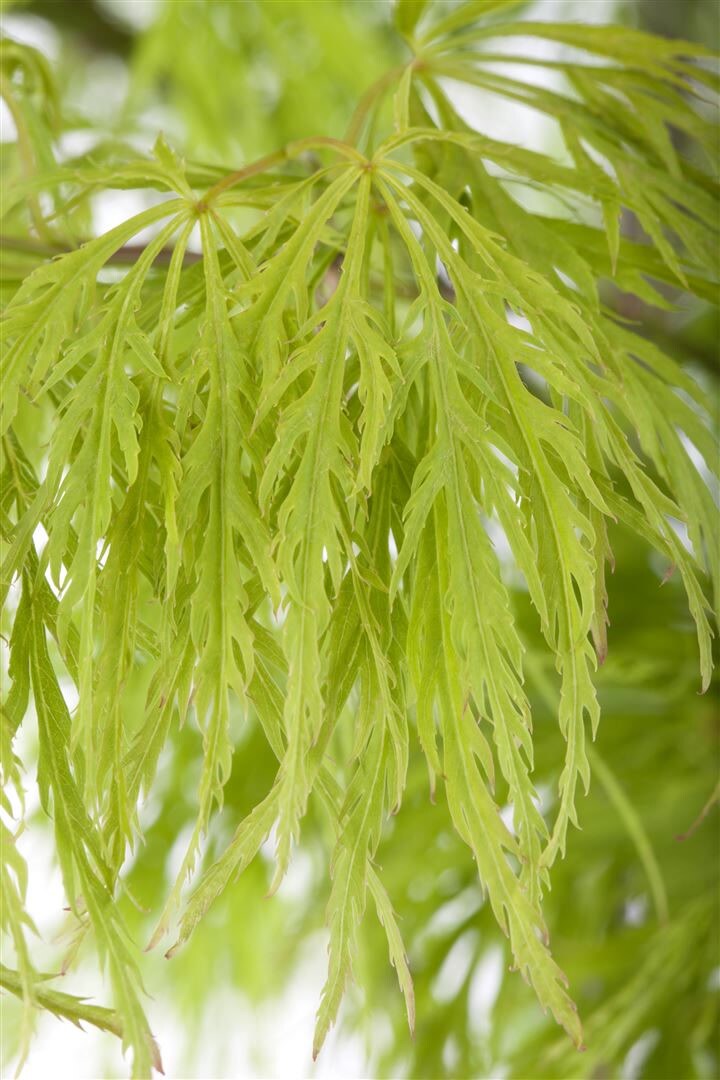 Acer palmatum ‚Dissectum‘, Japanischer Ahorn, filigran, 30–40 cm | 04063654024071