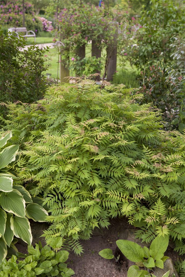 Sorbaria sorbifolia 'Sem', Fiederspiere, buntes Laub, 30&ndash;40 cm - Bild 1