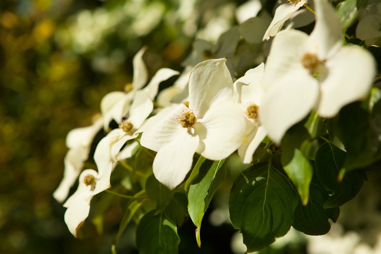 Cornus kousa chinensis, Chinesischer Blumen-Hartriegel, 60&ndash;80 cm - Bild 1