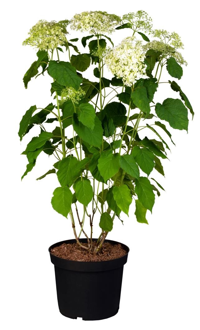 Hydrangea arborescens 'Annabelle', Schneeballhortensie, wei&szlig;, 40&ndash;60 cm - Bild 1