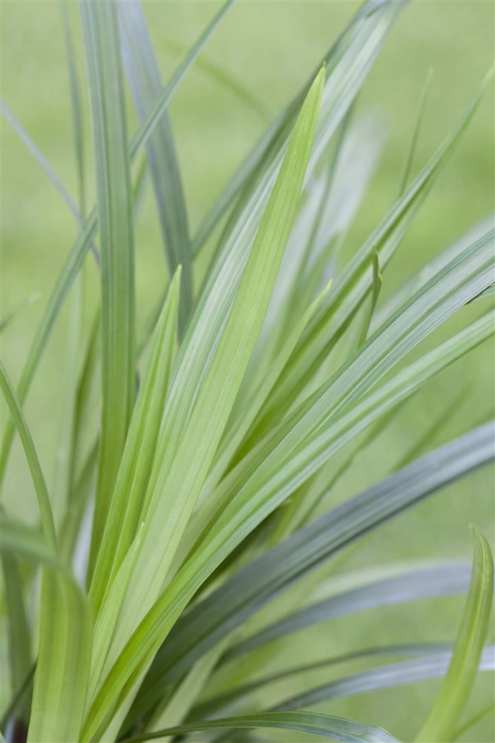 Carex morrowii ssp. foliosiss. 'Irish Green', Ziergras, 2 Liter Container - Bild 1
