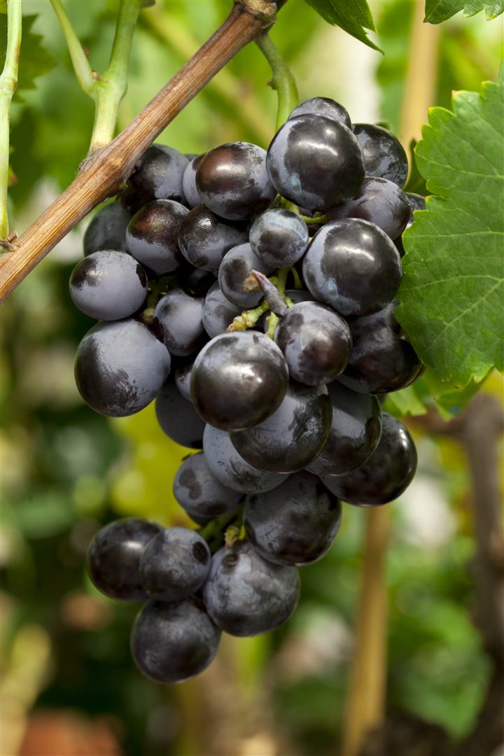 Vitis vinifera, kernlos, blau, 80&ndash;100 cm - Bild 1