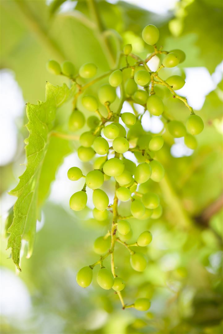 Vitis vinifera 'Muskateller', Weinrebe, 80&ndash;100 cm - Bild 1