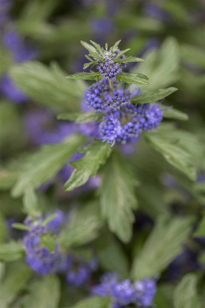Caryopteris clandonensis 'Blauer Spatz', Bartblume, blau, 40&ndash;60 cm - Bild 1