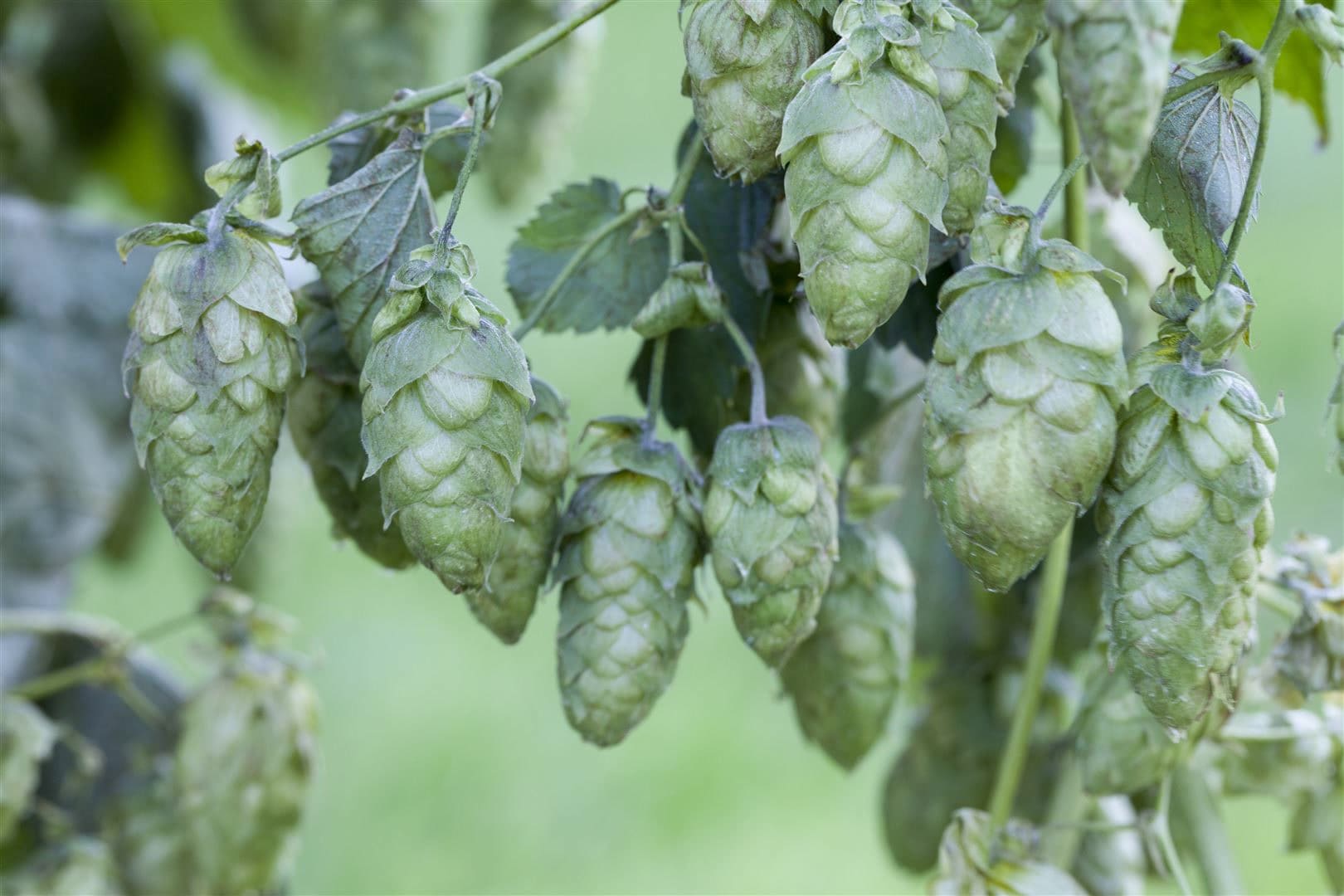 Humulus lupulus, Hopfen, 60&ndash;100 cm - Bild 1