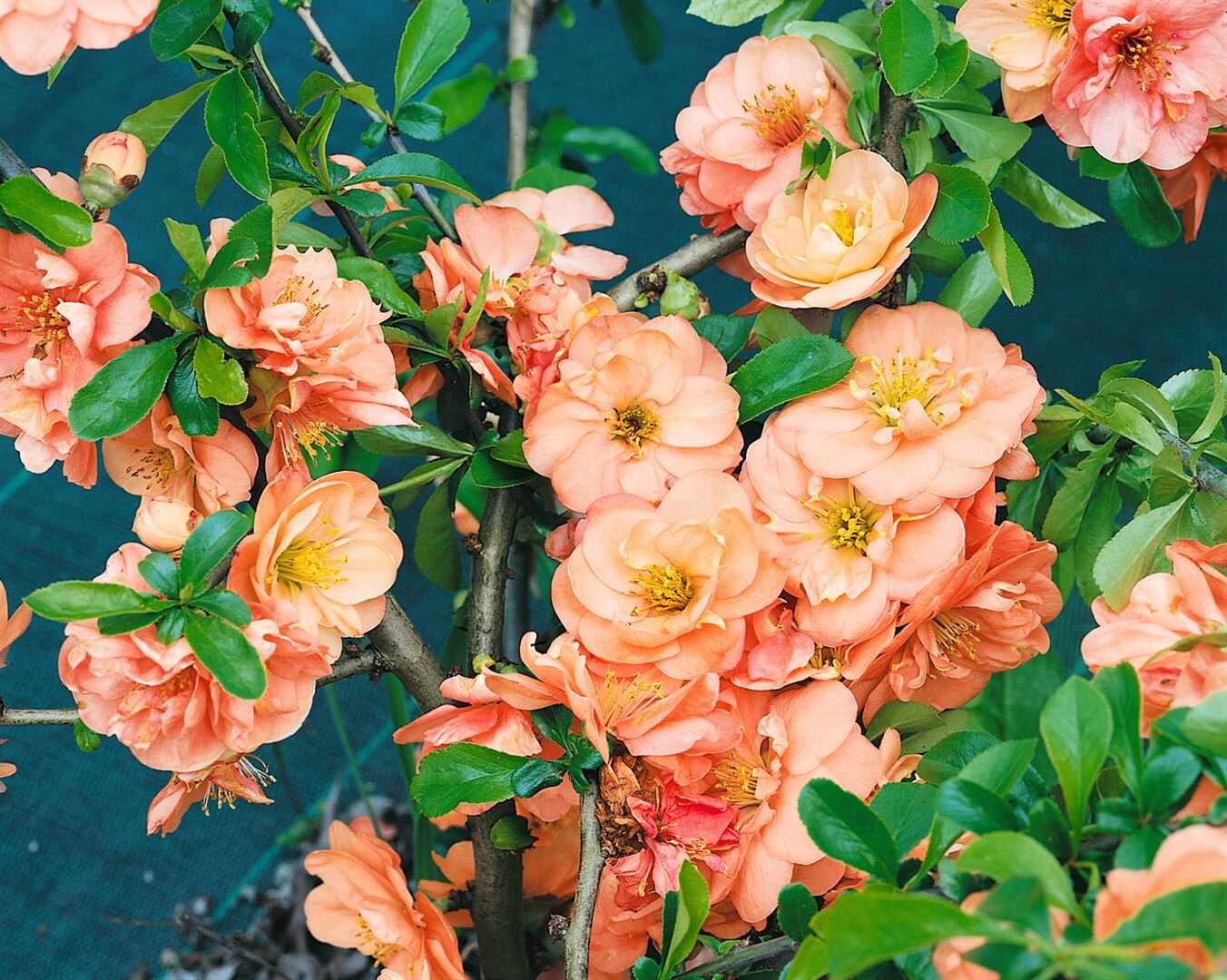 Chaenomeles ‚Orange Trail‘, Zierquitte, orange Blüten, 40–60 cm | 04063654245964