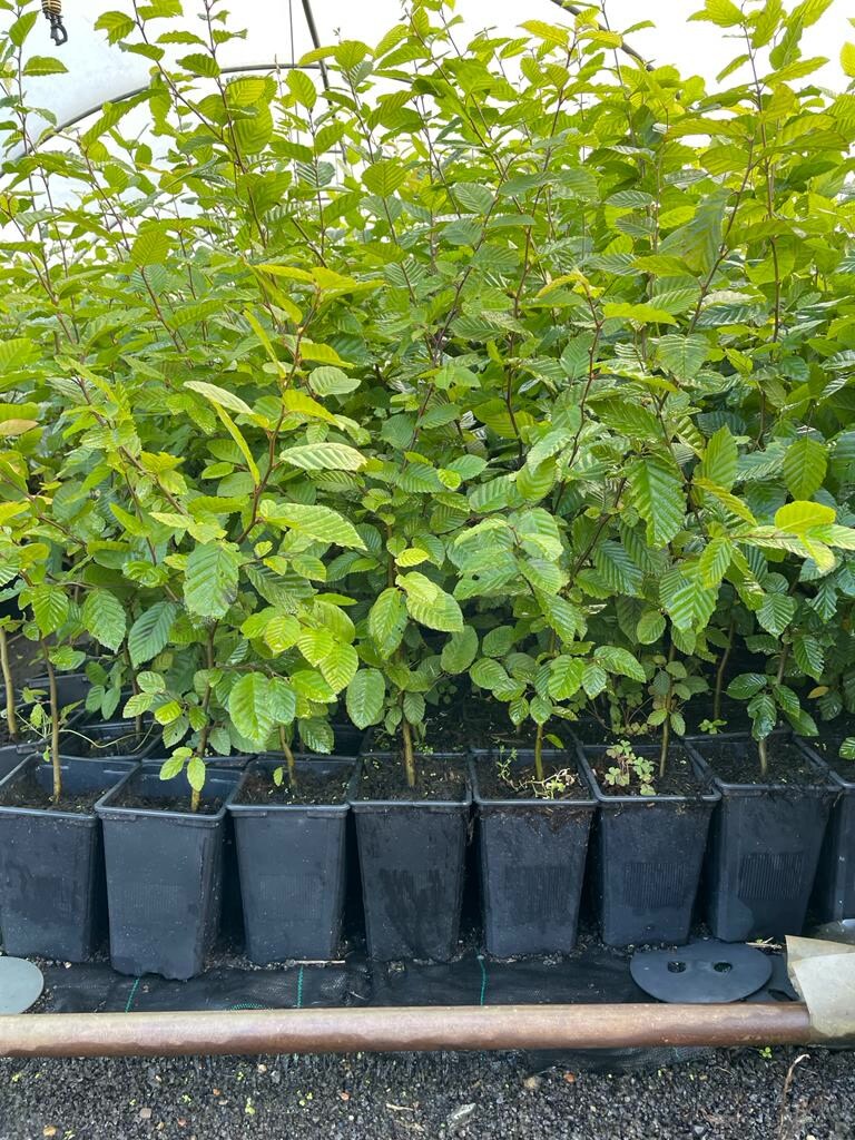 Carpinus betulus, Hainbuche, gr&uuml;n, 60&ndash;80 cm - Bild 1