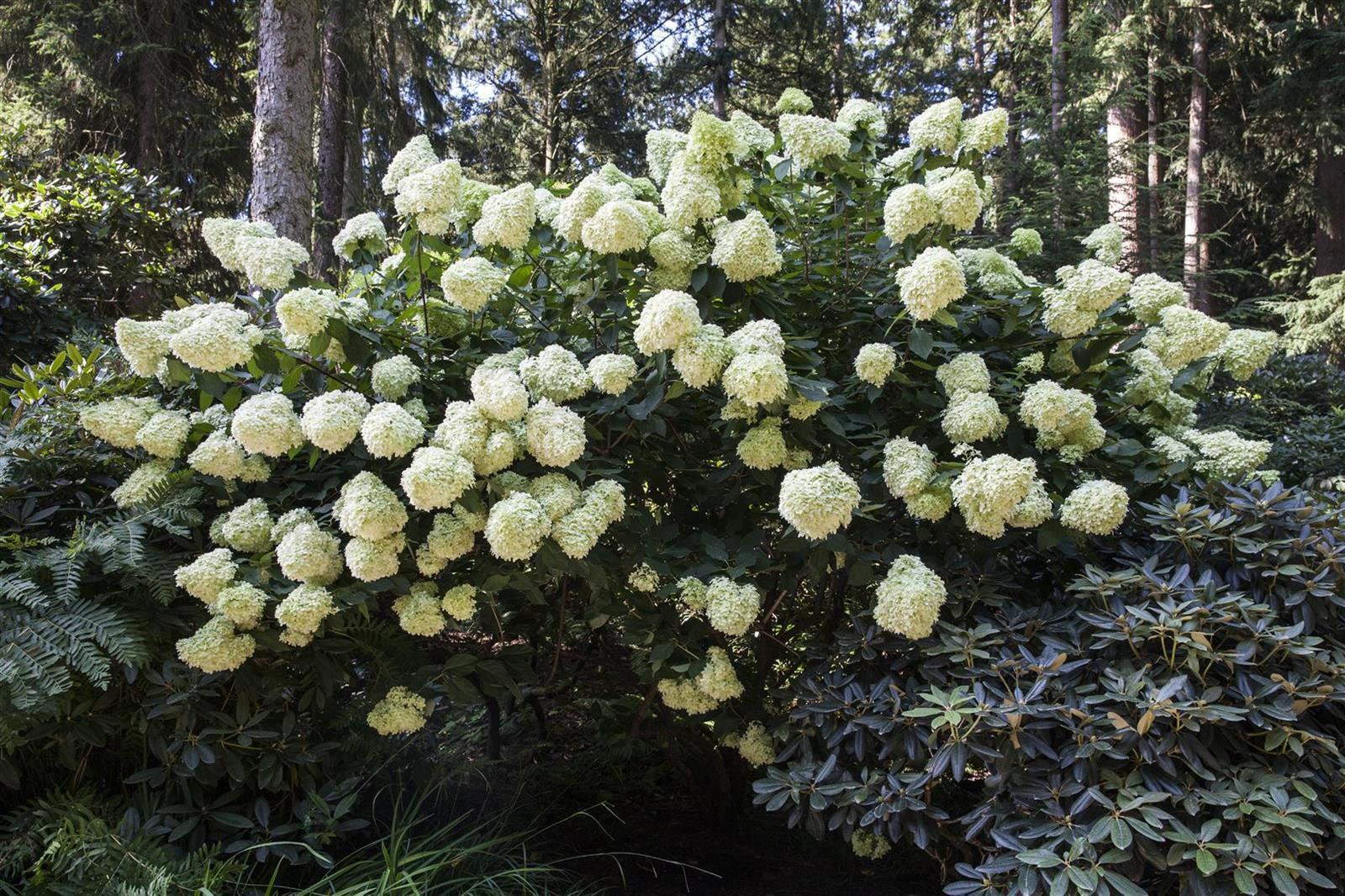 Hydrangea paniculata 'Phantom', Rispenhortensie, cremewei&szlig;, 60&ndash;80 cm - Bild 1