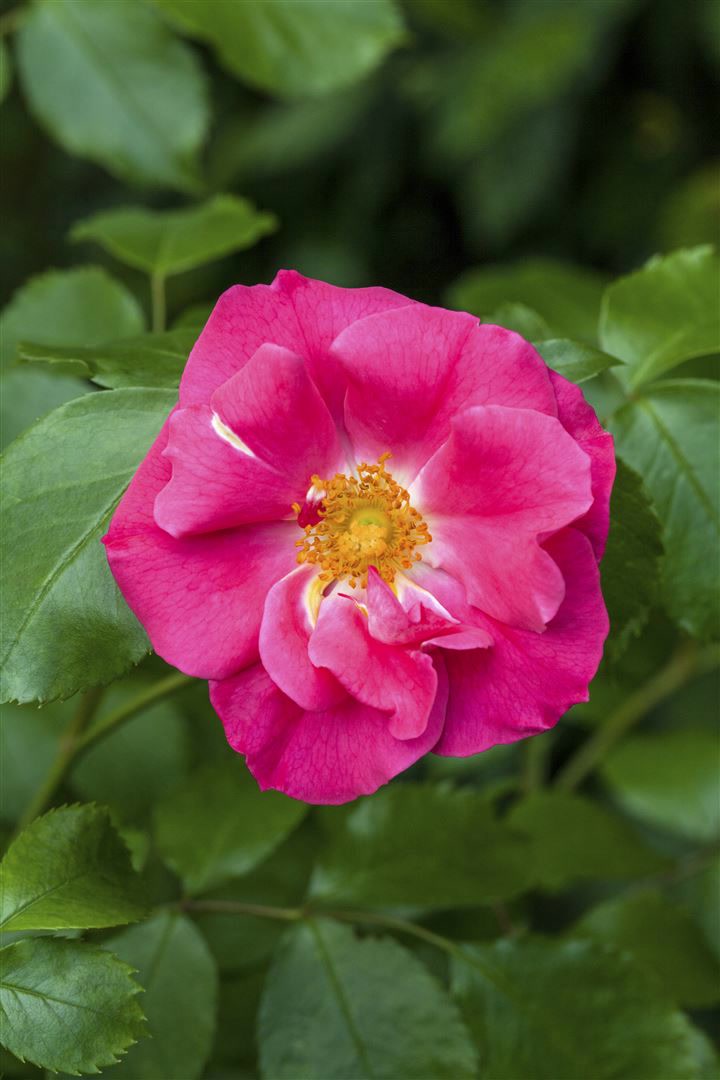 Rosa rugosa 'Rubra', Kartoffelrose, rot, 40&ndash;60 cm - Bild 1