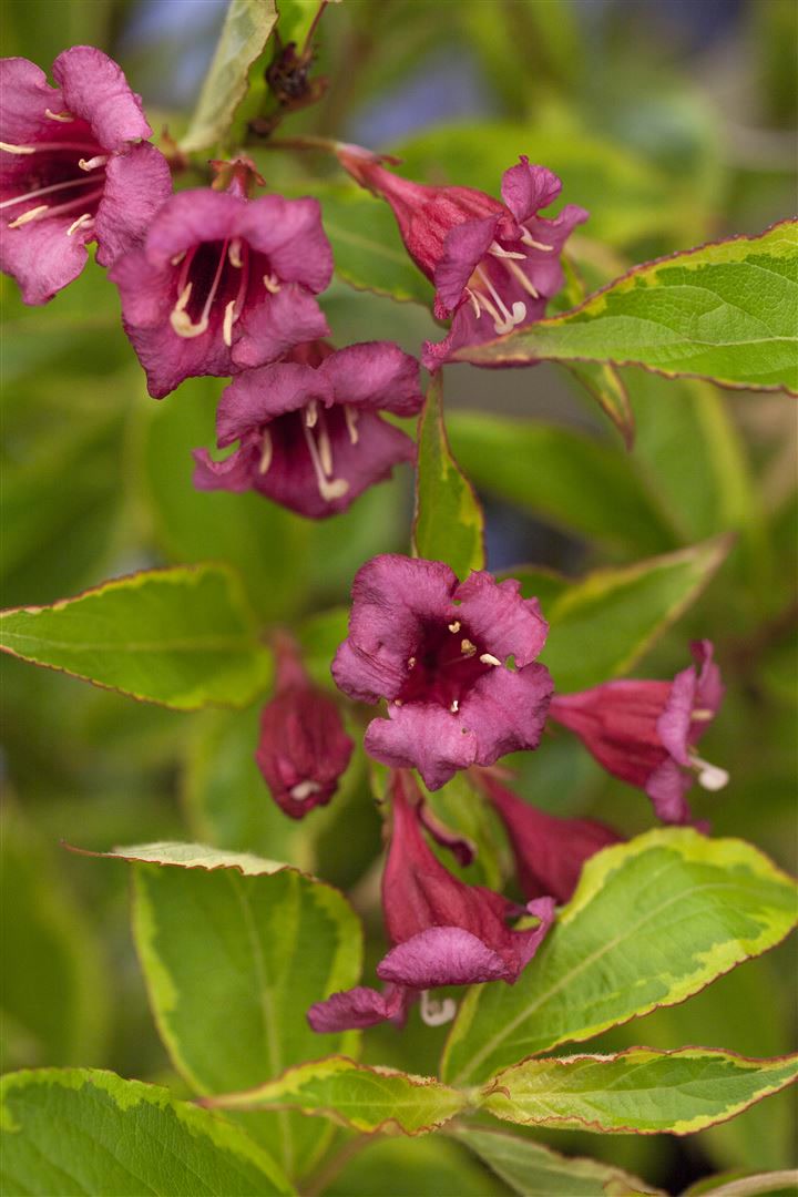 Weigela florida 'Brigela' -R-, Weigelie, buntlaubig, 40&ndash;60 cm - Bild 1