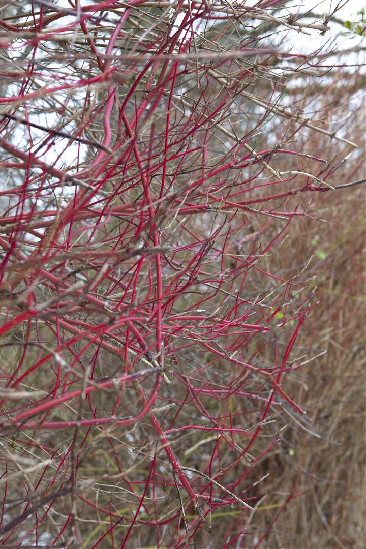 Cornus alba 'Sibirica', Hartriegel, leuchtend rot, 40&ndash;60 cm - Bild 1