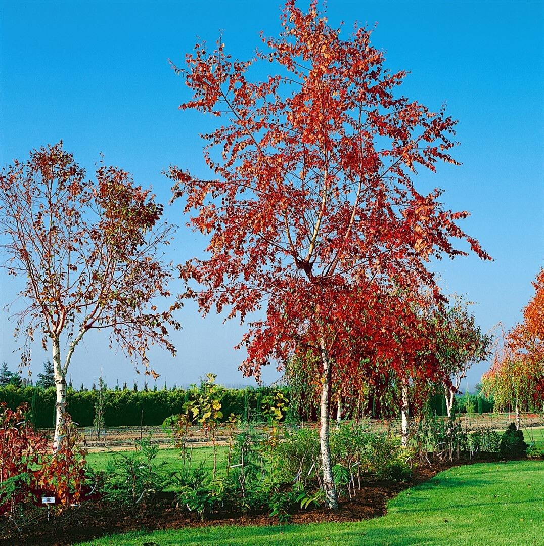 Betula pendula 'Royal Frost', H&auml;ngebirke, rotbraunes Laub, 125&ndash;150 cm - Bild 1