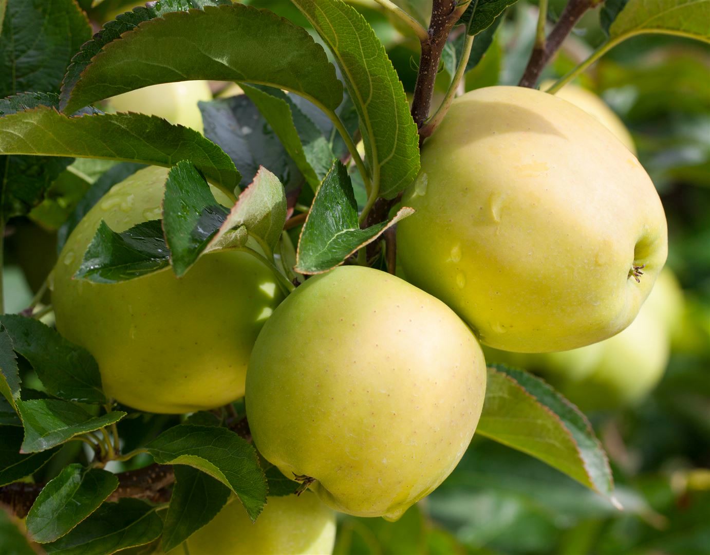 Malus 'Golden Delicious', Apfelbaum, gelb, 150&ndash;200 cm - Bild 1