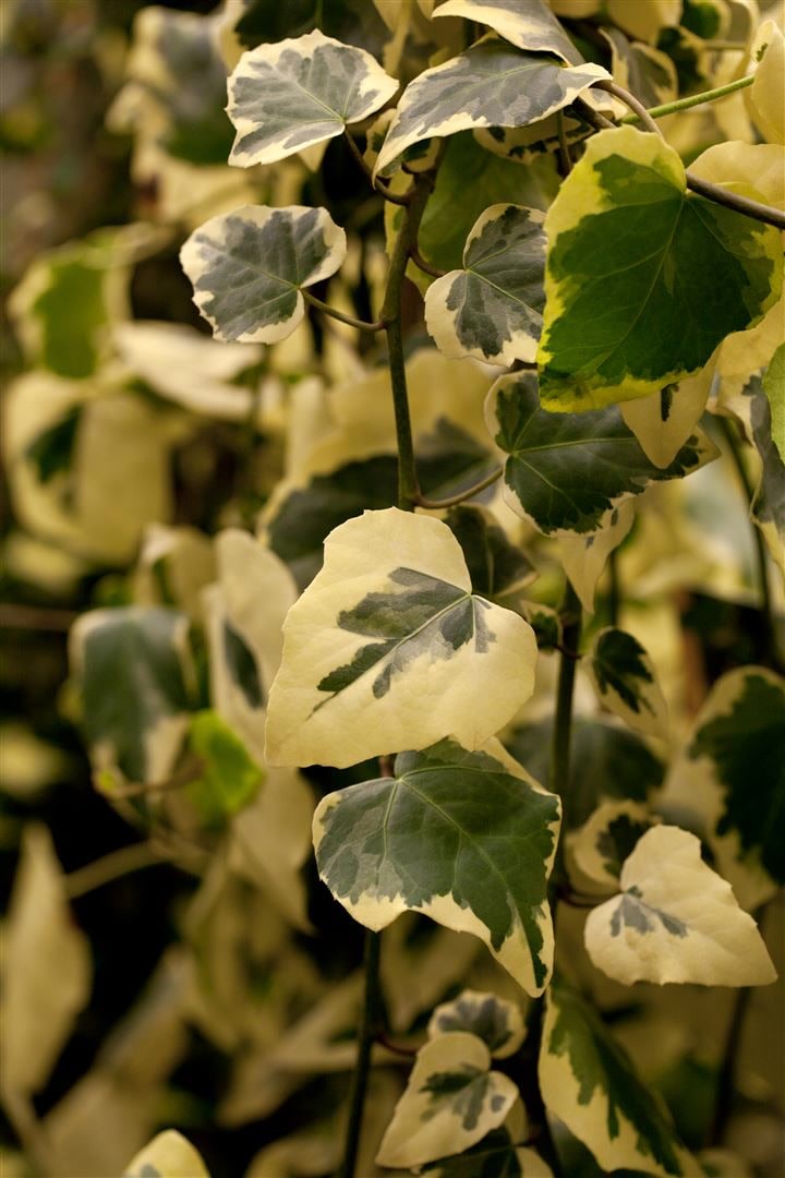 Hedera colchica 'Dentata Variegata', Efeu, panaschiert, 40&ndash;60 cm - Bild 1