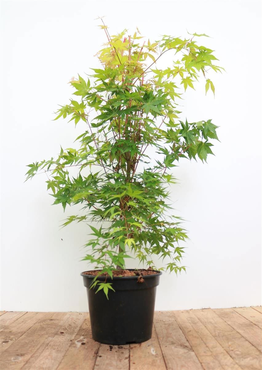 Acer palmatum 'Sangokaku', Japanischer Ahorn, leuchtend rot, 40&ndash;50 cm - Bild 1