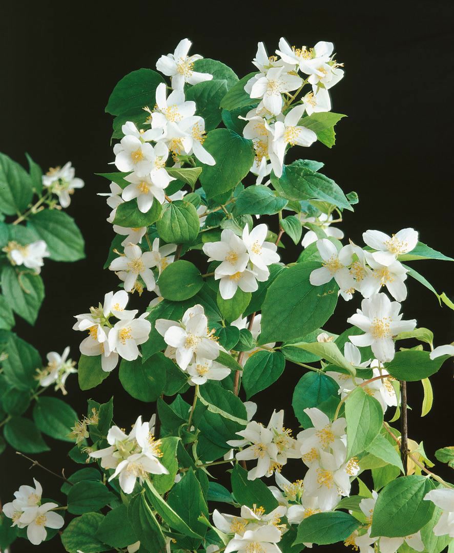 Philadelphus 'Dame Blanche', Duftjasmin, wei&szlig;, 80&ndash;100 cm - Bild 1