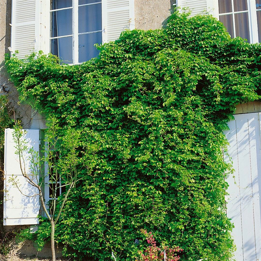 Akebia quinata, Klettergurke, 60–100 cm, duftend | 04063654247968