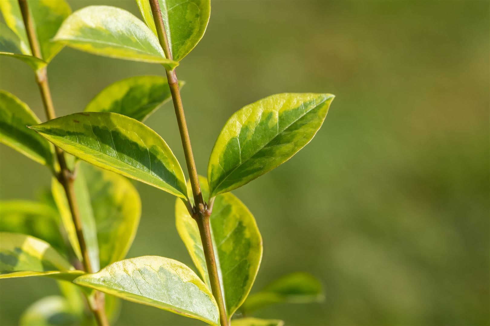 Ligustrum ovalifolium 'Aureum', Goldliguster, gelb-gr&uuml;n, 40&ndash;60 cm - Bild 1