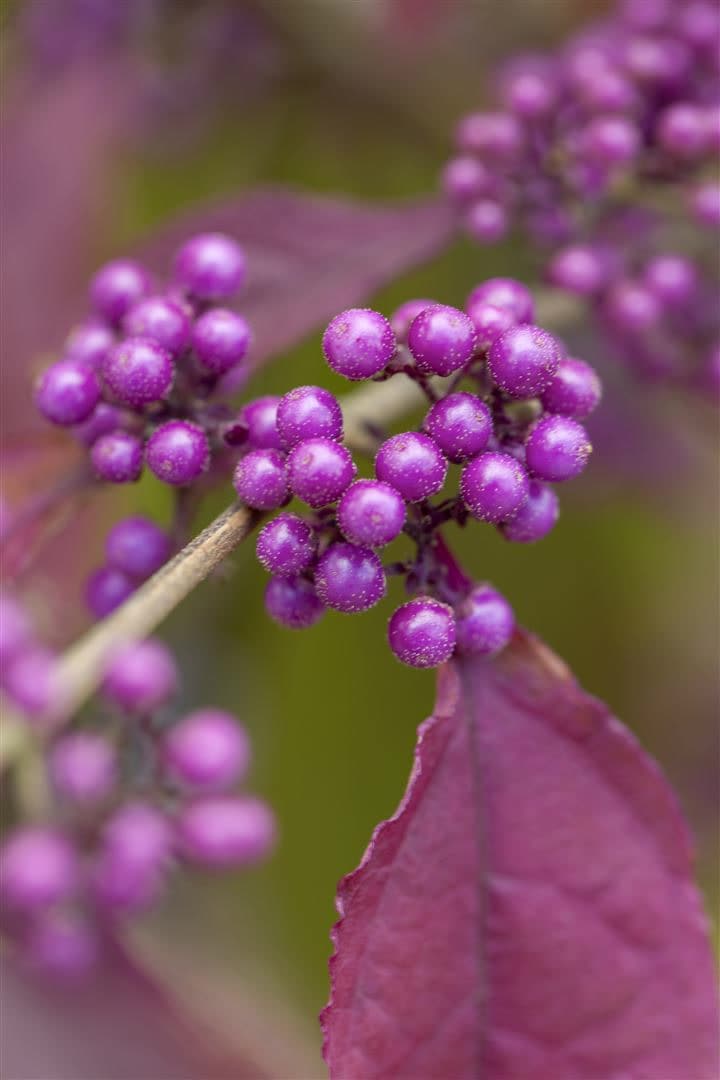 Callicarpa bodinieri 'Profusion', Sch&ouml;nfrucht, violette Beeren, 40&ndash;60 cm - Bild 1