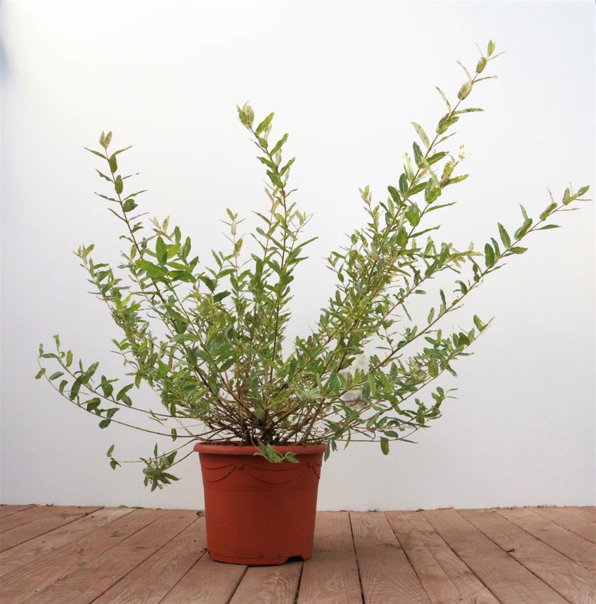 Salix integra 'Hakuro Nishiki', Japanische Weide, buntes Laub, 40&ndash;60 cm - Bild 1