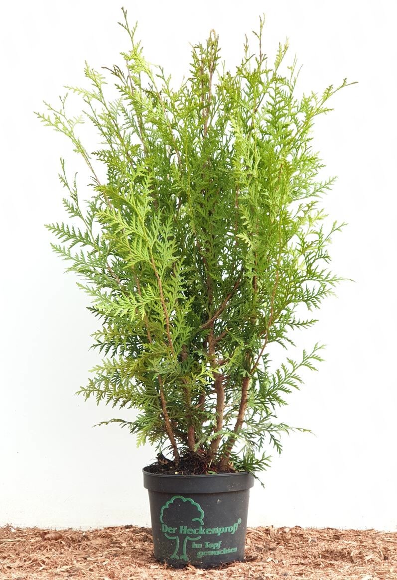 Thuja occidentalis ‚Brabant‘, Lebensbaum, grün, 60–100 cm | 04063654248231
