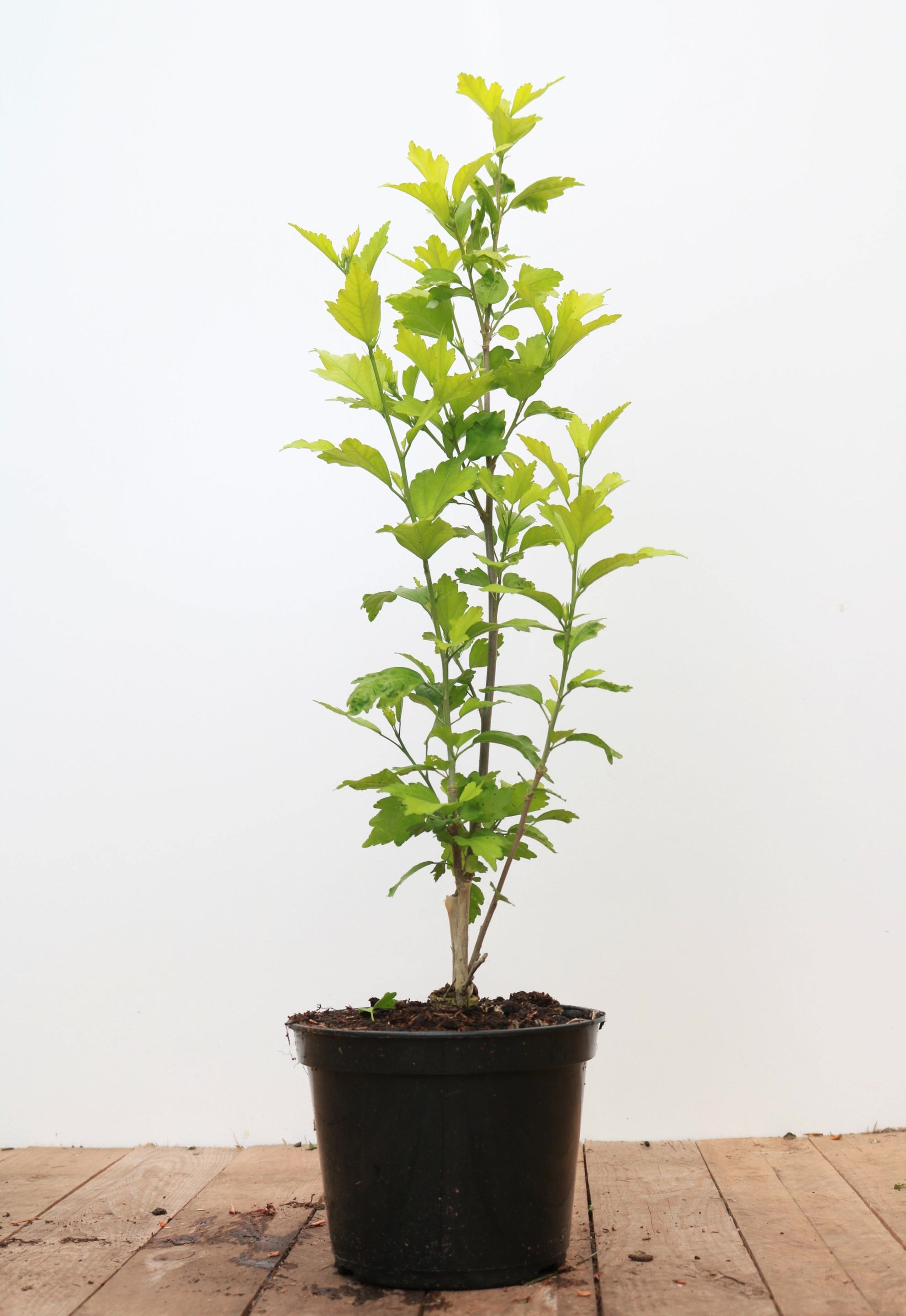 Hibiscus syriacus 'Marina', Gartenhibiskus, blau, 40&ndash;60 cm - Bild 1