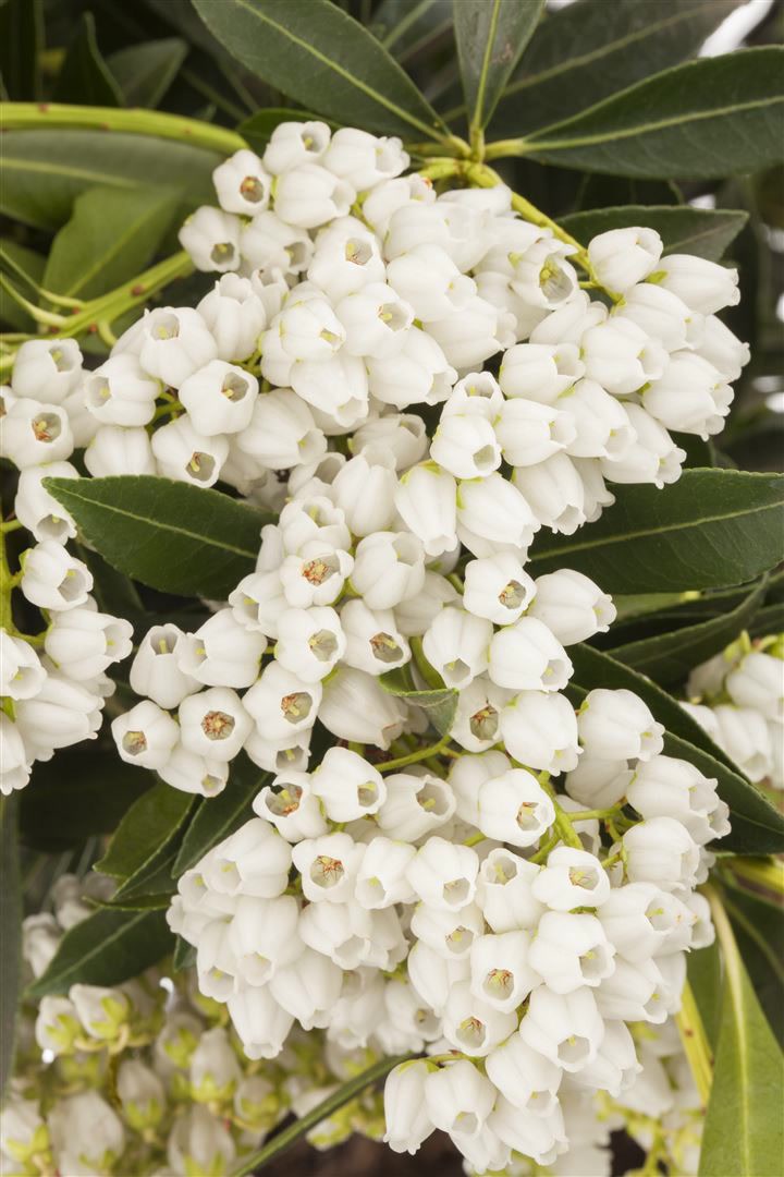 Pieris japonica 'Debutante', Japanische Lavendelheide, wei&szlig;, 40&ndash;50 cm - Bild 1