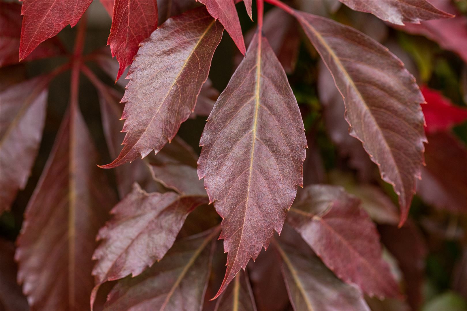 Parthenocissus quinquefolia 'Engelmannii', Wilder Wein, 80&ndash;100 cm - Bild 1