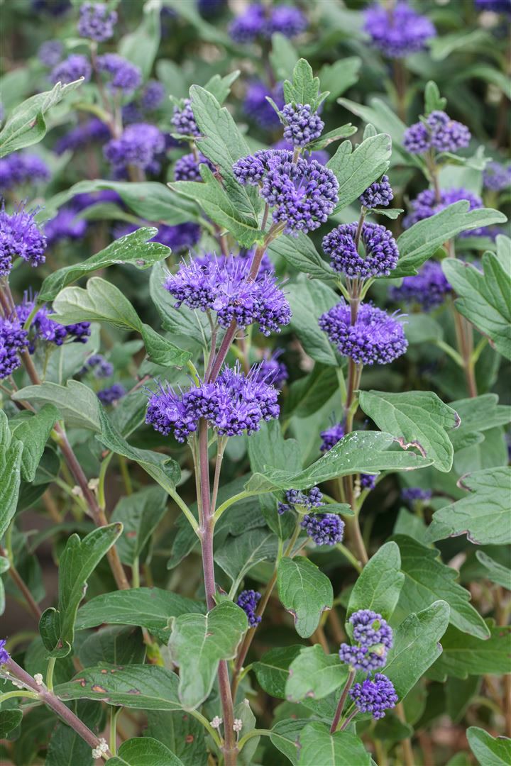 Caryopteris clandonensis 'Grand Bleu', Bartblume, blau, 40&ndash;60 cm - Bild 1