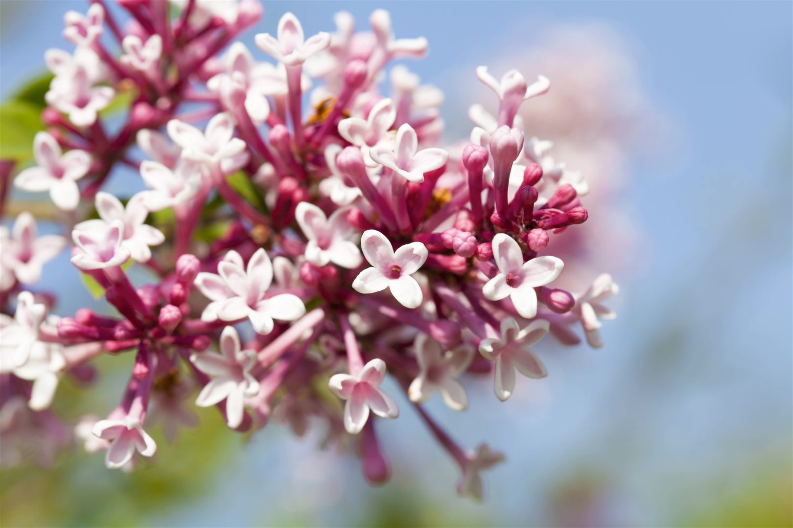 Syringa microphylla 'Superba', Zwergflieder, rosa Bl&uuml;ten, 60&ndash;80 cm - Bild 1