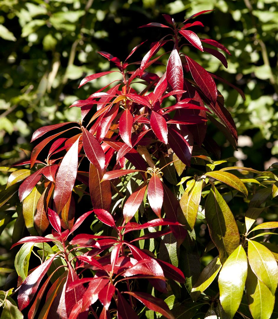 Pieris japonica 'Red Mill', Japanische Lavendelheide, rot, 20&ndash;25 cm - Bild 1
