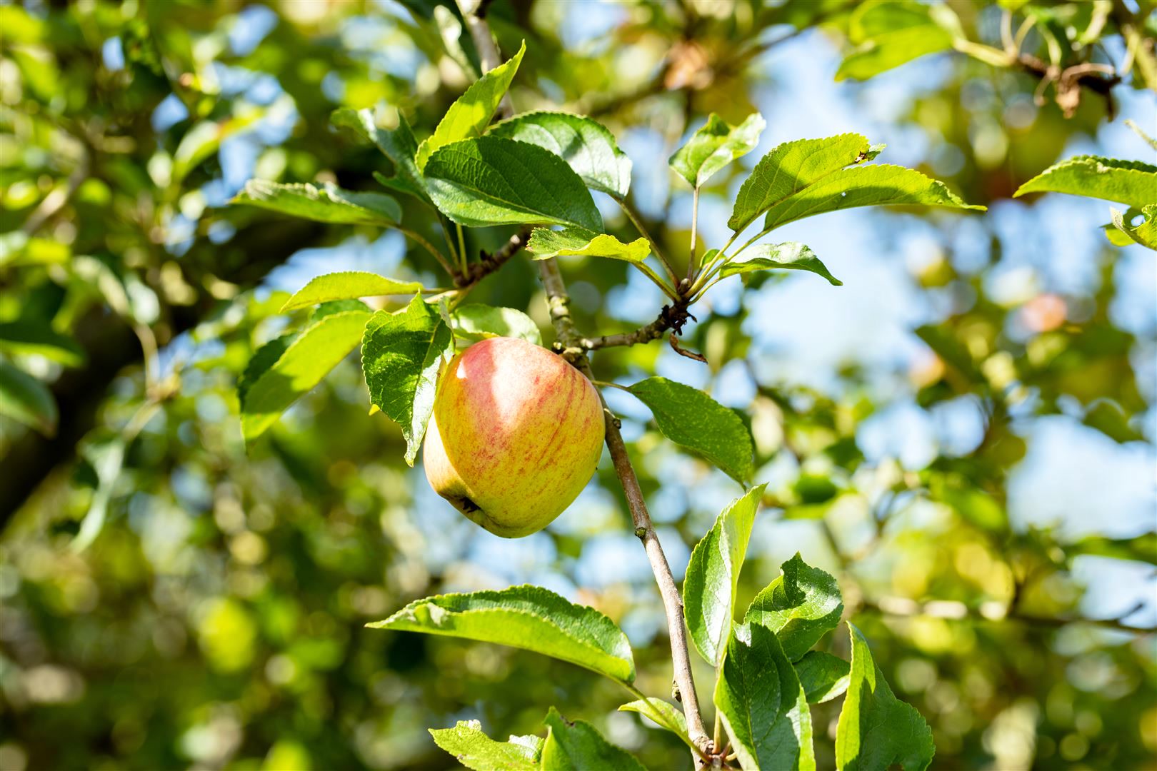 Prunus domestica 'Zwergobst', Terrassenobst, 40 cm Stammh&ouml;he - Bild 1