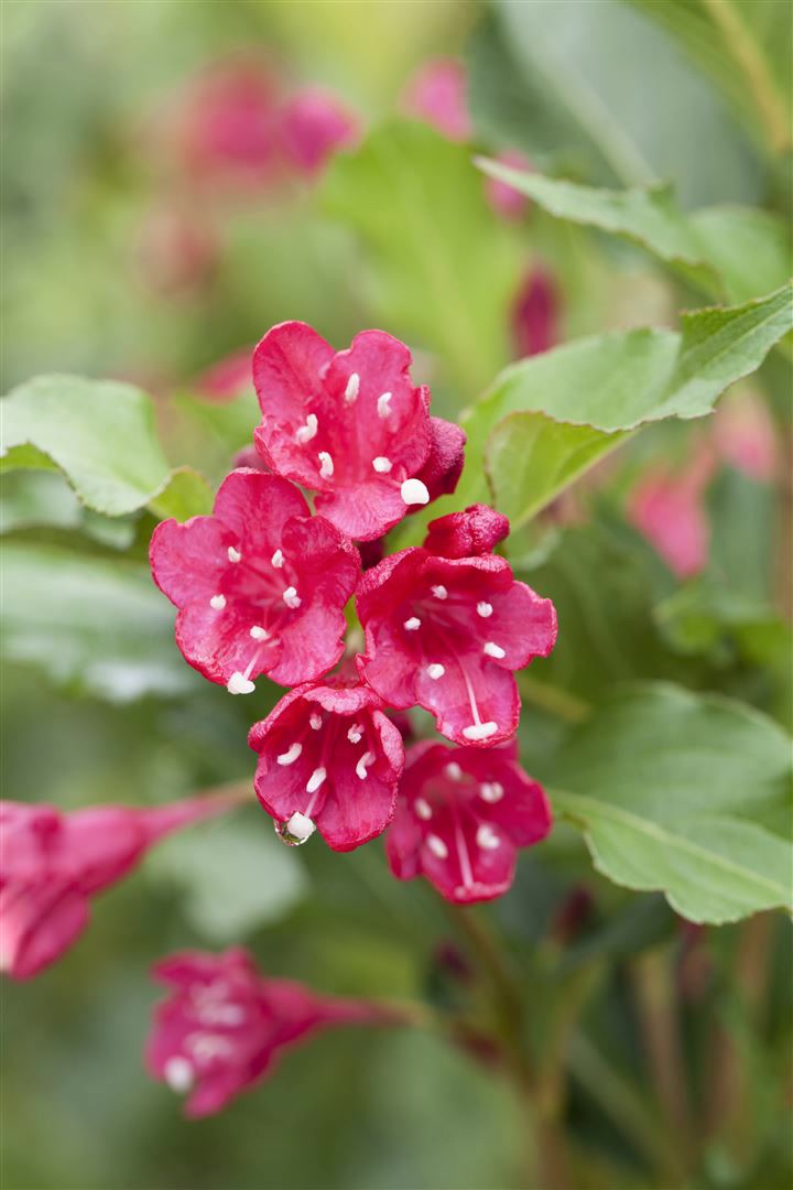 Weigela 'Red Prince', Weigelie, leuchtend rot, 40&ndash;60 cm - Bild 1
