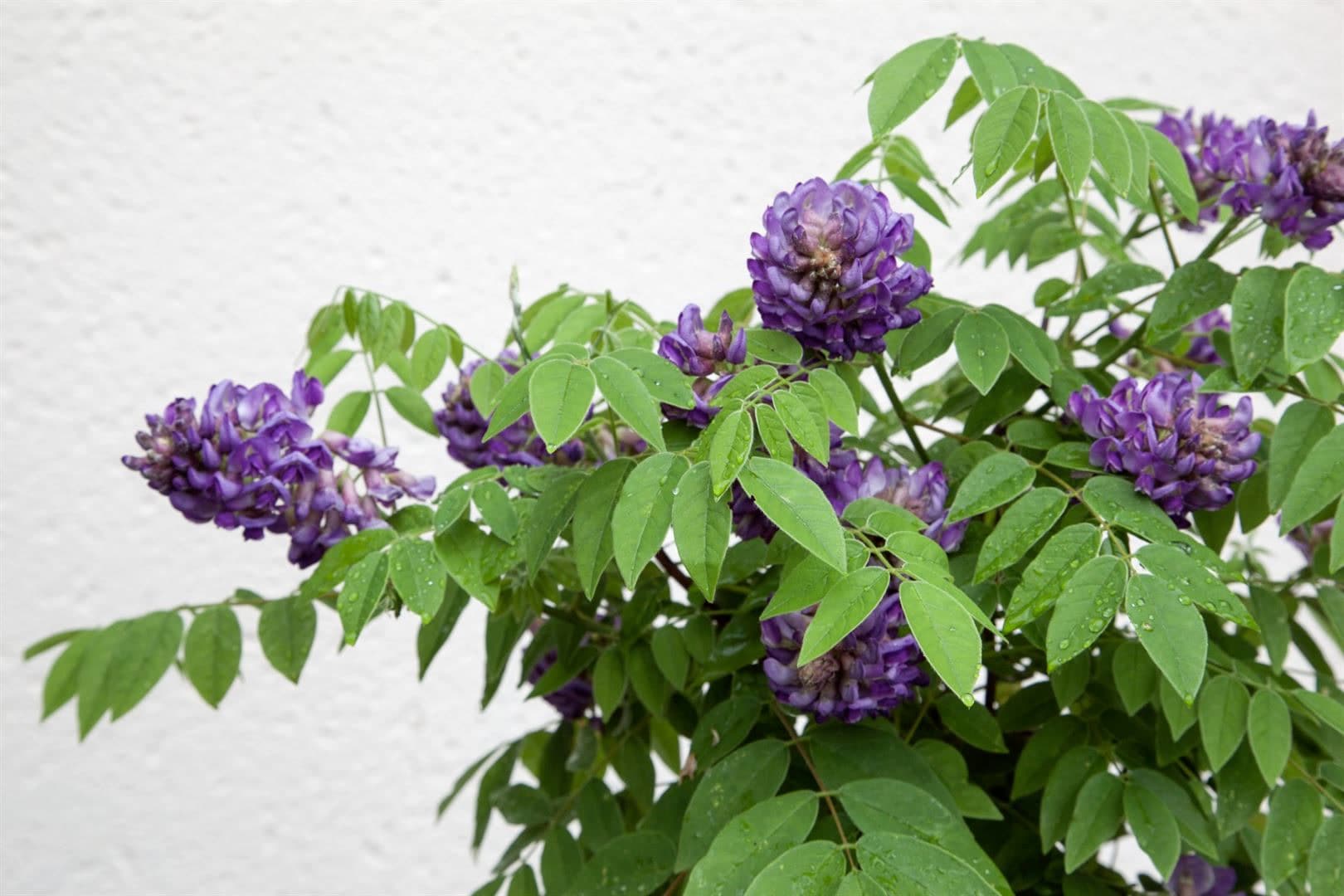 Wisteria frutescens 'Longwood Purple', Amerikanische Glyzinie, 60&ndash;100 cm - Bild 1