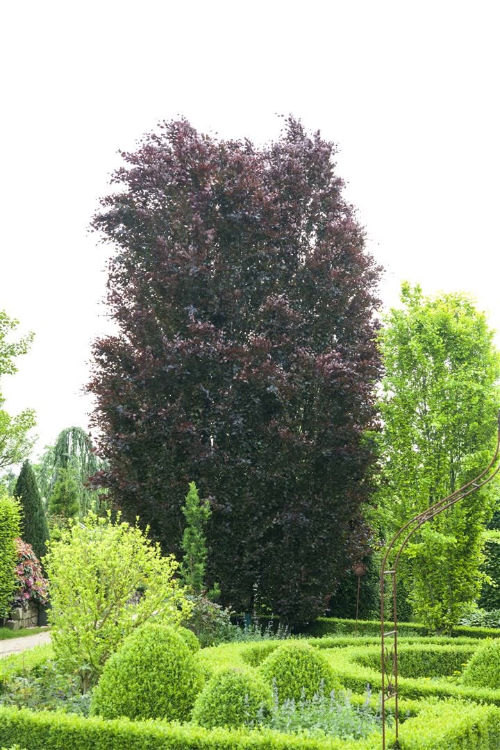 Fagus sylvatica 'Purpurea', Rotbuche, purpurrot, 20&ndash;30 cm - Bild 1