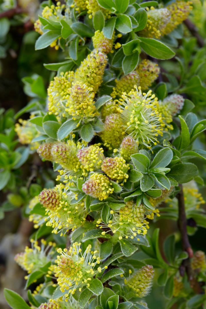 Salix simulatrix, 40 cm Stammh&ouml;he - Bild 1