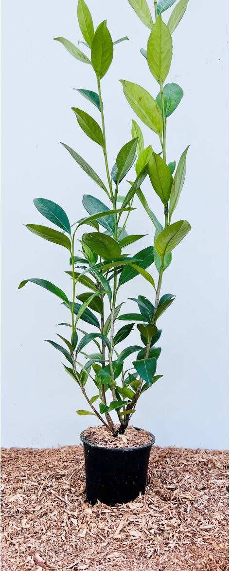 Prunus laurocerasus 'Caucasica', Kirschlorbeer, immergr&uuml;n, 60&ndash;100 cm - Bild 1