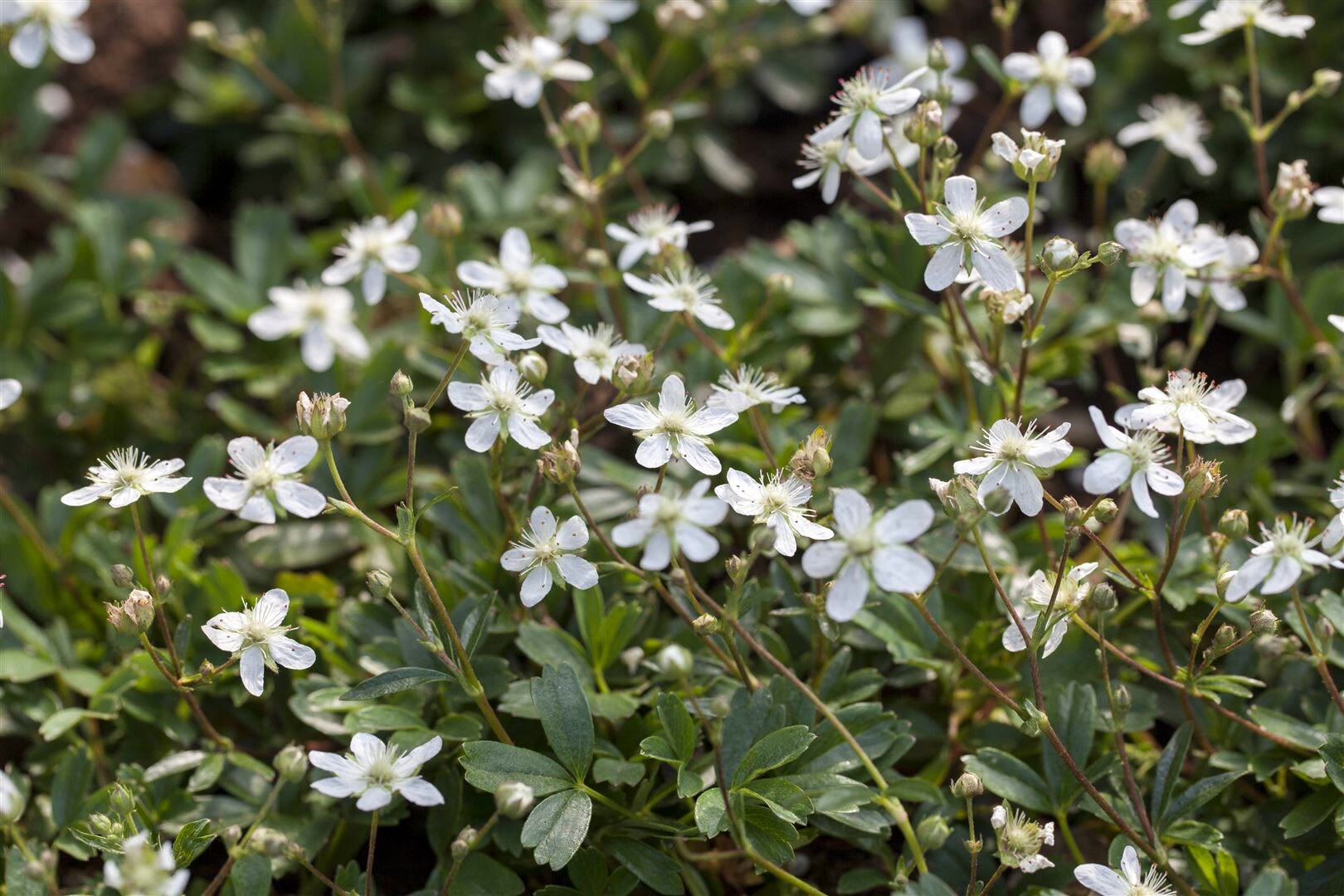 Potentilla tridentata ‚Nuuk‘, Fingerkraut, ca. 9×9 cm Topf | 04063654249856