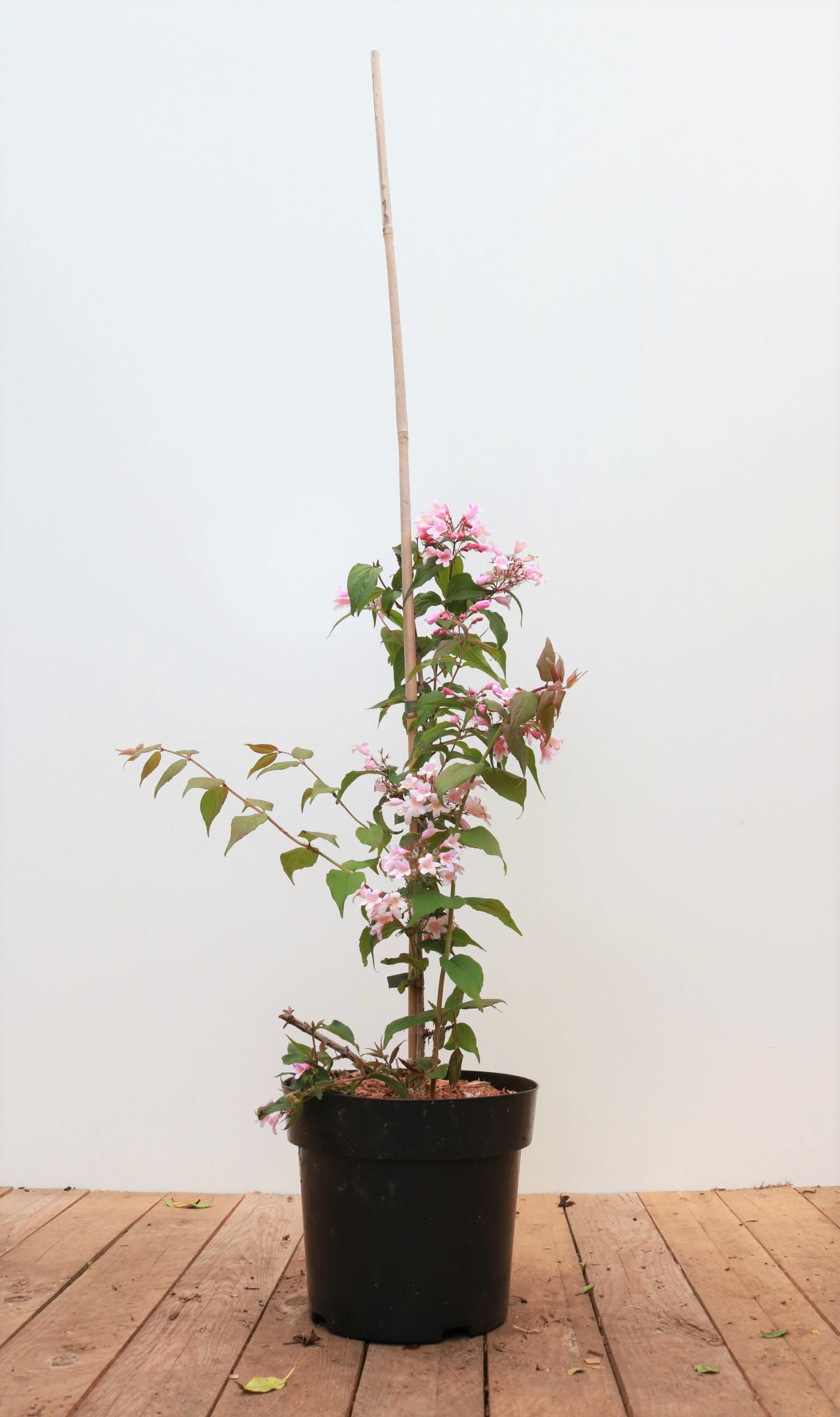 Kolkwitzia amabilis 'Pink Cloud', Kolkwitzie, rosa Bl&uuml;ten, 40&ndash;60 cm - Bild 1