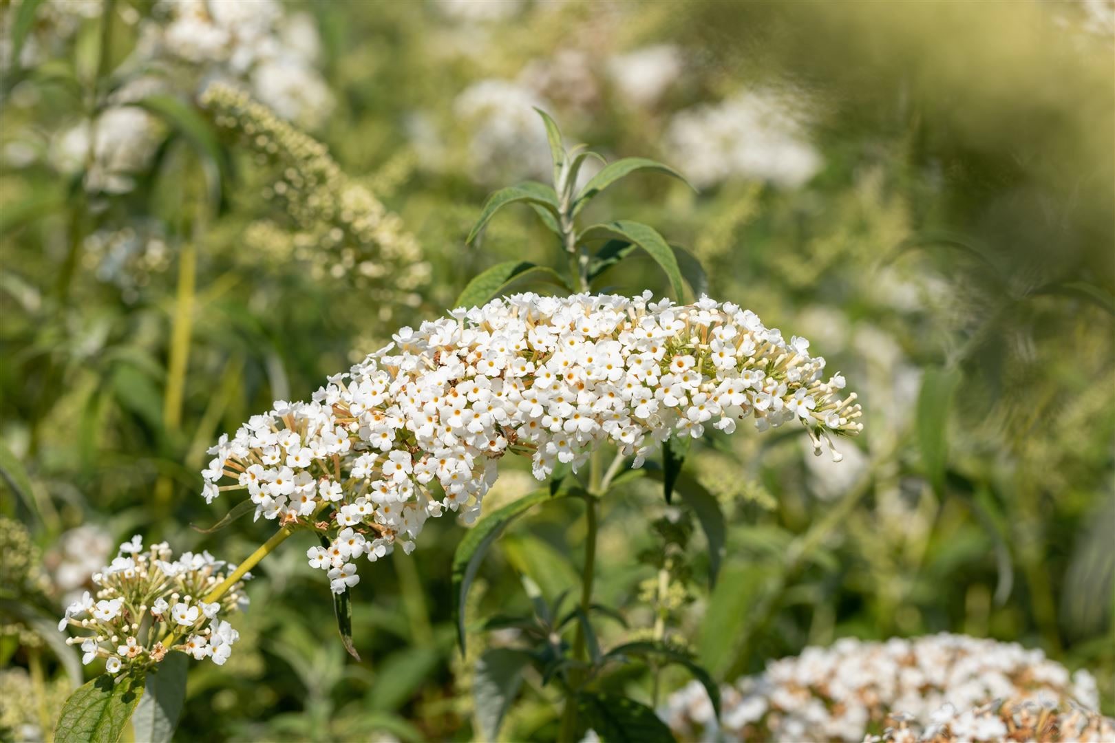 Buddleja 'White Chip', Schmetterlingsflieder, wei&szlig;, 60&ndash;100 cm - Bild 1