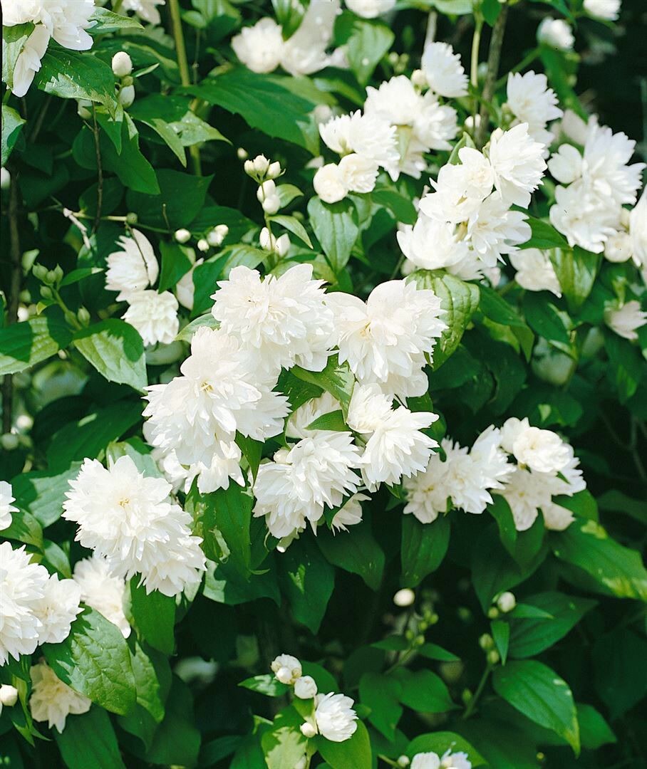 Philadelphus ‚Schneesturm‘, Duftjasmin, weiß, 40–60 cm | 04063654024552